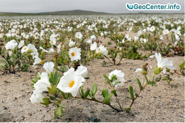 Зацвела самая засушливая пустыня мира Атакама в Чили