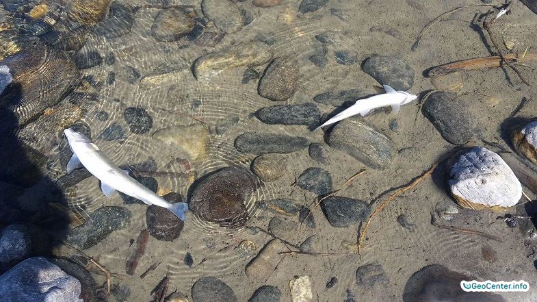 В реке Йеллоустоун (США) гибнет рыба