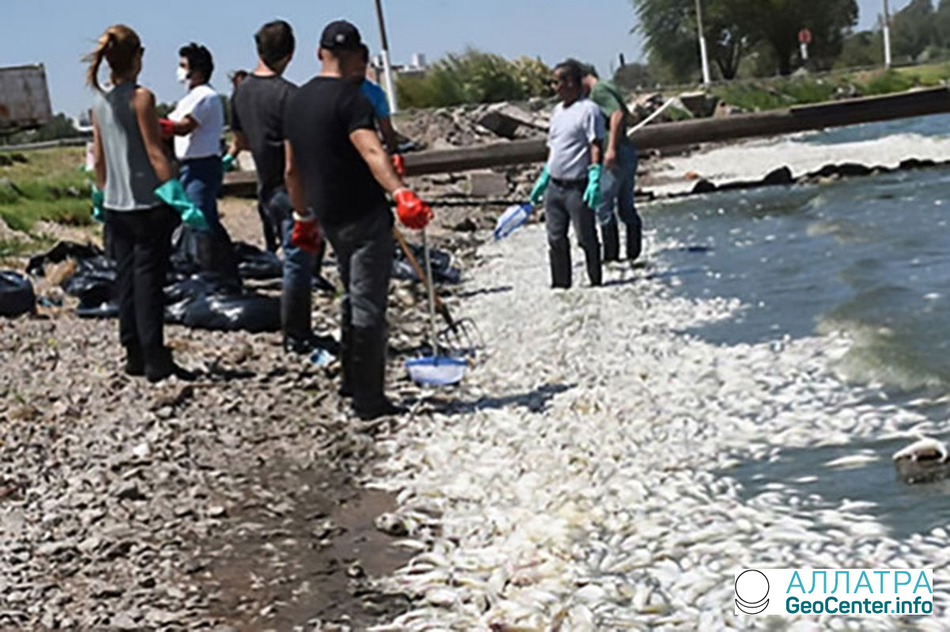 Массовая гибель рыбы в Санта-Роза, Аргентина, февраль 2018 г.