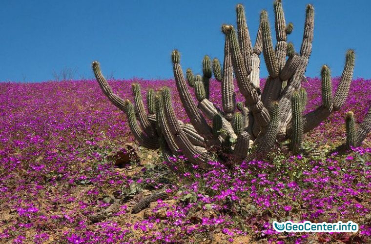 Зацвела самая засушливая пустыня мира Атакама в Чили