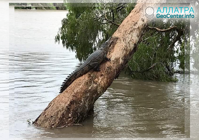 Беспрецедентное наводнение в Австралии: по улицам плавают рептилии