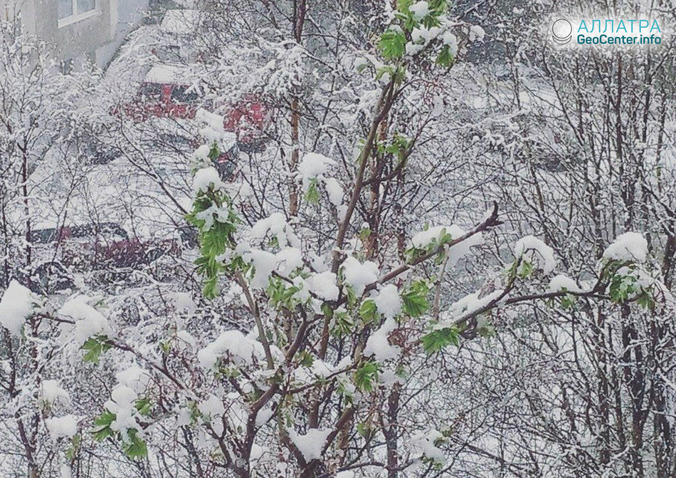 Майский снегопад в Мурманске (Россия), 2018 г.