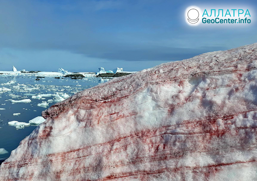 Červený sneh v Antarktíde, február 2020