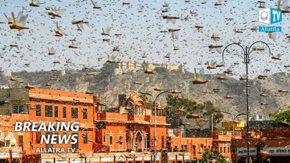 Locusts invasion! Floods → India, Central America. Large hail → the United States. Powerful storm →Russia