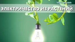 Электричество из комнатных растений - миф или реальность? Дыхание жизни