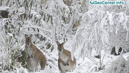 В Австралии в разгар лета выпал снег