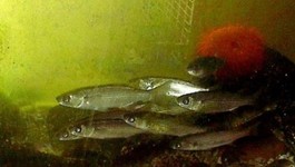 Предсказания землетрясений по аномальному поведению животных