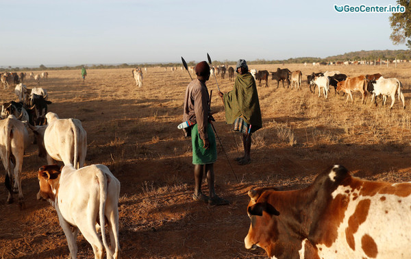 Неравнодушный кениец спасает жизни беззащитным животным во время засухи