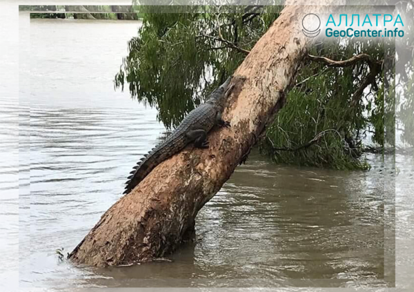 Беспрецедентное наводнение в Австралии: по улицам плавают рептилии