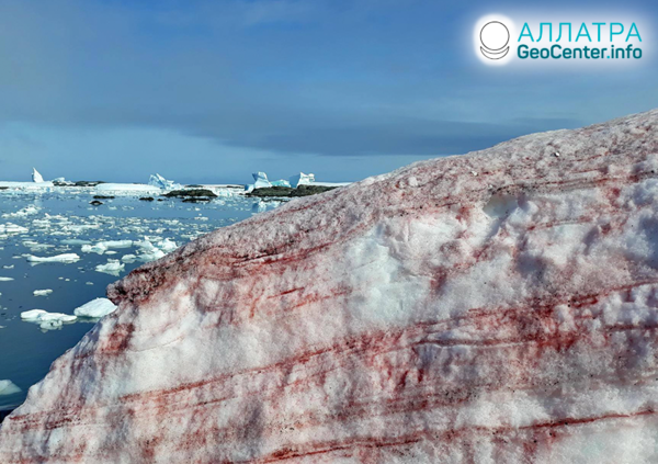 Красный снег в Антарктиде, февраль 2020