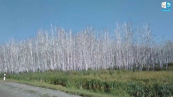 Высохший лес. Омская область (РФ), сентябрь 2019. Климат глазами очевидцев